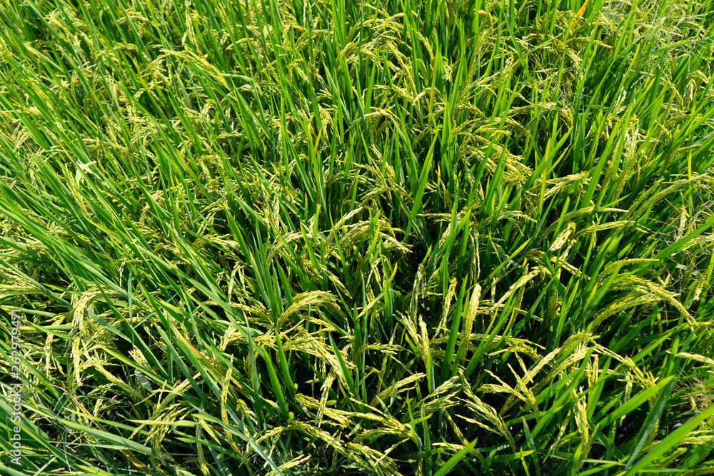 Green rice field top view. Green rice field top view.