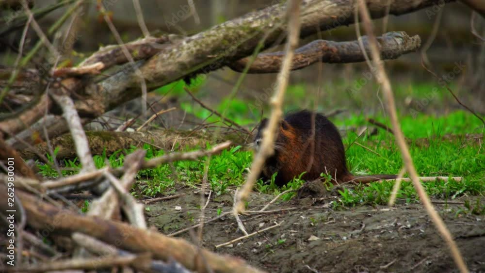 Coypu, River Rat, Nutria in the gallery forest in the afternoon Coypu, River Rat, Nutria in the gallery forest in the afternoon