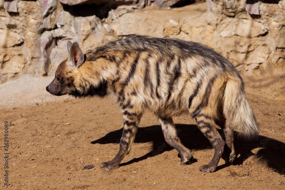 Striped Beasts