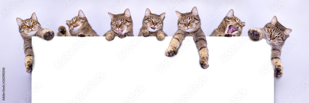 Φωτογραφία A group of gray fur seals peeks out from the top of a white sheet of paper