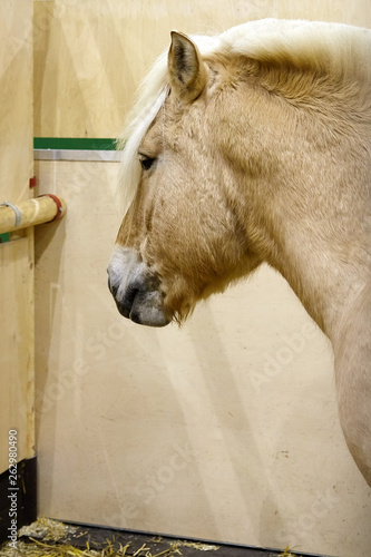 Fototapeta Naklejka Na Ścianę i Meble -  das bin ich, ein Pferd