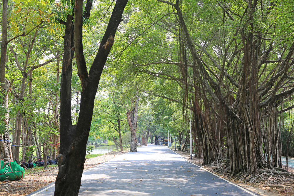 Road in the park with tree around.