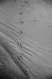 traces of birds in the sand