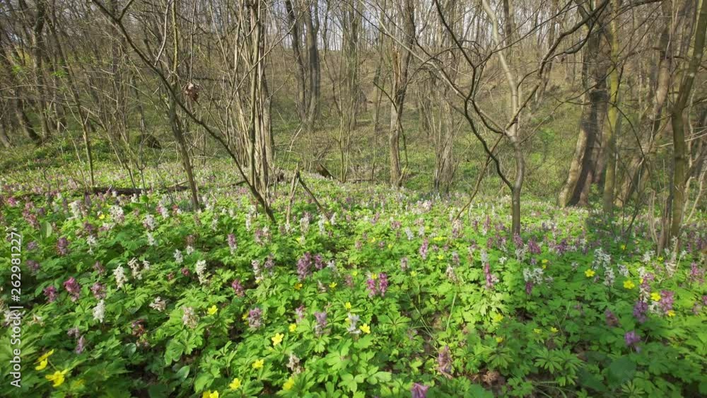 View Of A Fresh Spring Forest View Of A Fresh Spring Forest