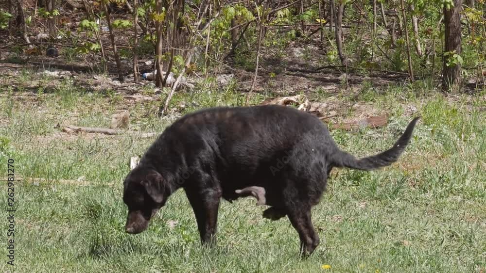 lactating female cleans her chest with her paw. mom dog