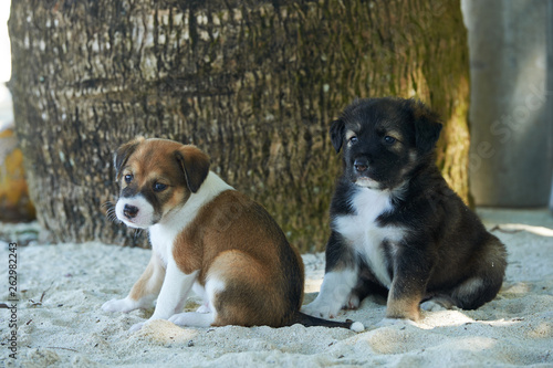 Puppies born on the island