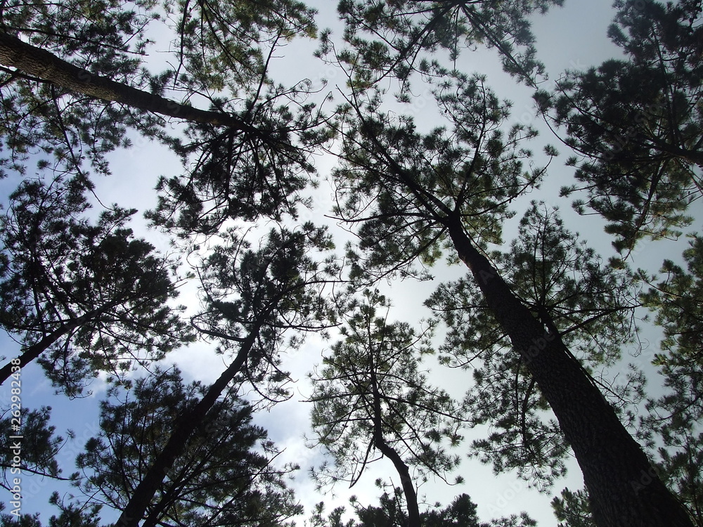 Fototapeta premium arbre2