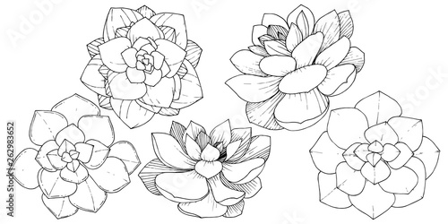 Vector Succulents floral botanical flower. Black and white engraved ink art. Isolated succulents illustration element.