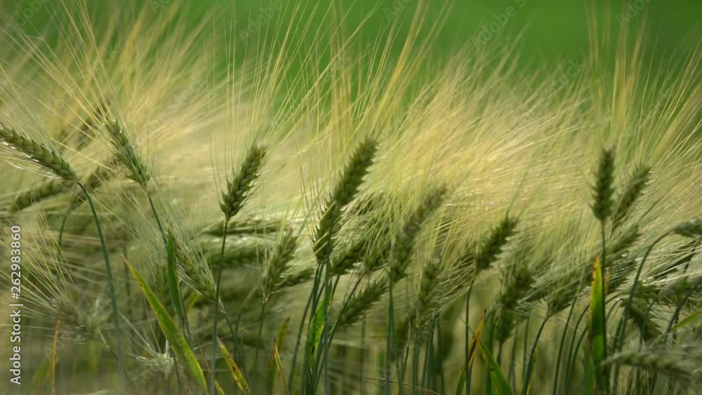 Beautiful ears of wheat