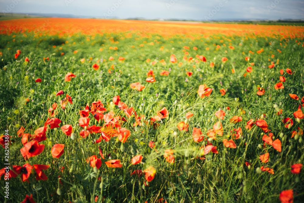 Very beautiful large poppy field on a sunny day