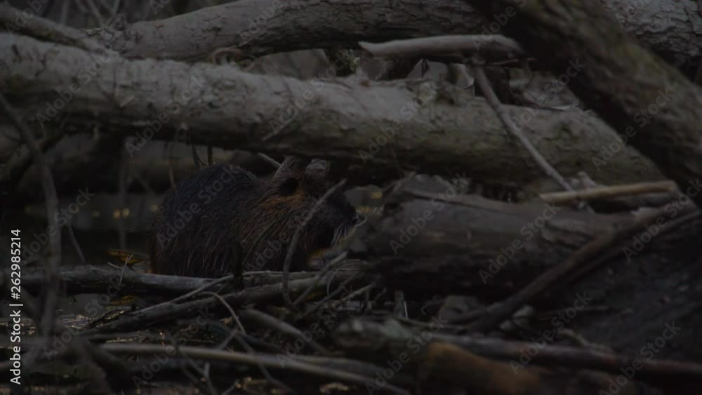 Coypu, River Rat, Nutria on the Danube in the afternoon Coypu, River Rat, Nutria on the Danube in the afternoon