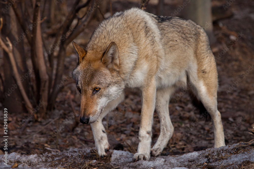 A powerful, huge predatory beast sneaks its head down, its eyes burning predatory. gray wolf in the woods in early spring. A powerful, huge predatory beast sneaks its head down, its eyes burning predatory. gray wolf in the woods in early spring.