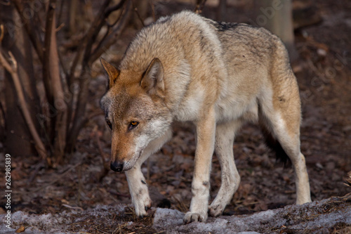 A powerful  huge predatory beast sneaks its head down  its eyes burning predatory. gray wolf in the woods in early spring.