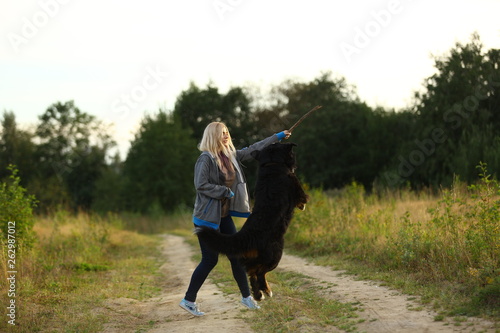 young woman walking with Bernese Mountain Dog on the summer field © Alexandr