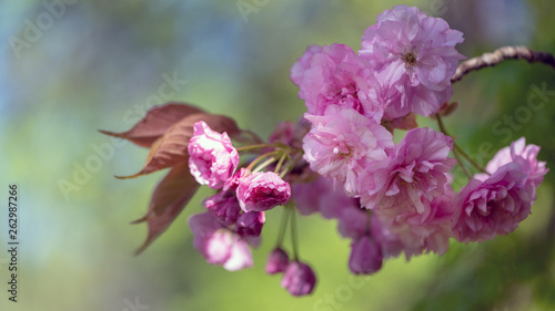 Nahaufnahme Blüten einer Zierkirsche, Prunus serrulata Kanzan