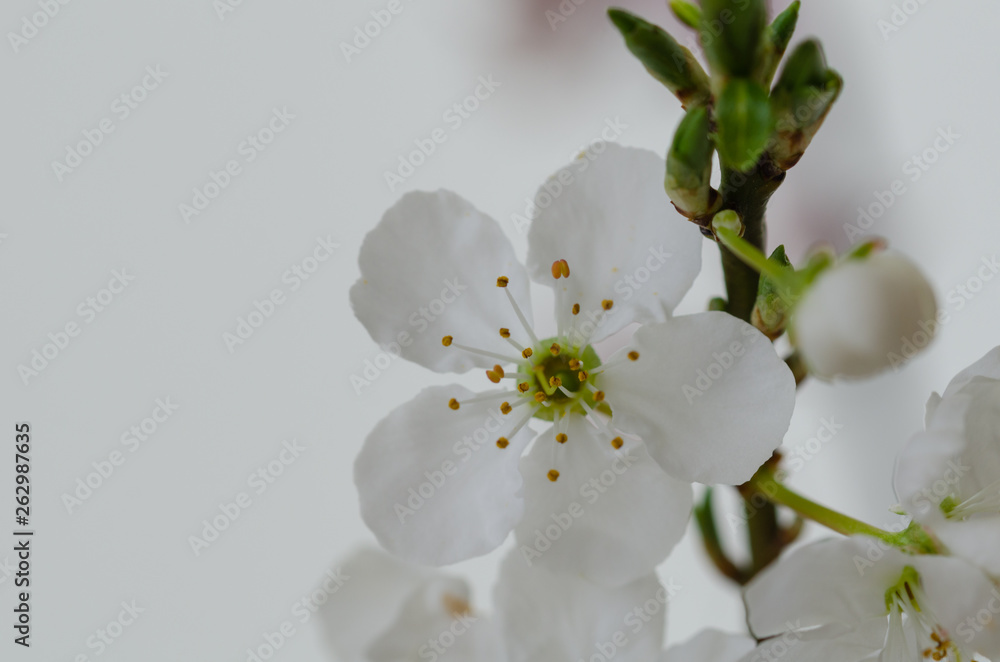 Spring branch with white flowers