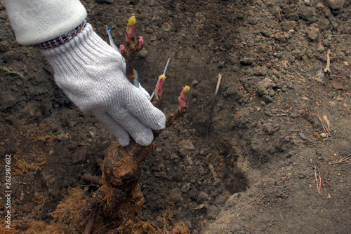 Man planting tree peonies