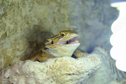 Hatchling Bearded Agama (Pogona barbata) basking lamp