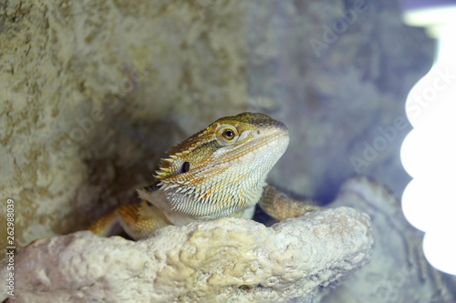 Hatchling Bearded Agama (Pogona barbata) basking lamp