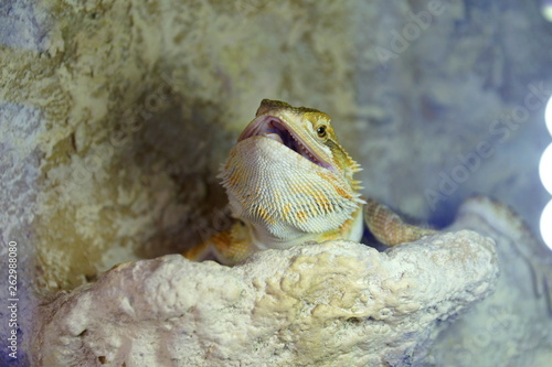 Hatchling Bearded Agama (Pogona barbata) basking lamp