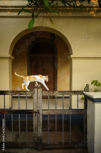 Katze schleicht über Zaun vor einem kolonialen Hauseingang