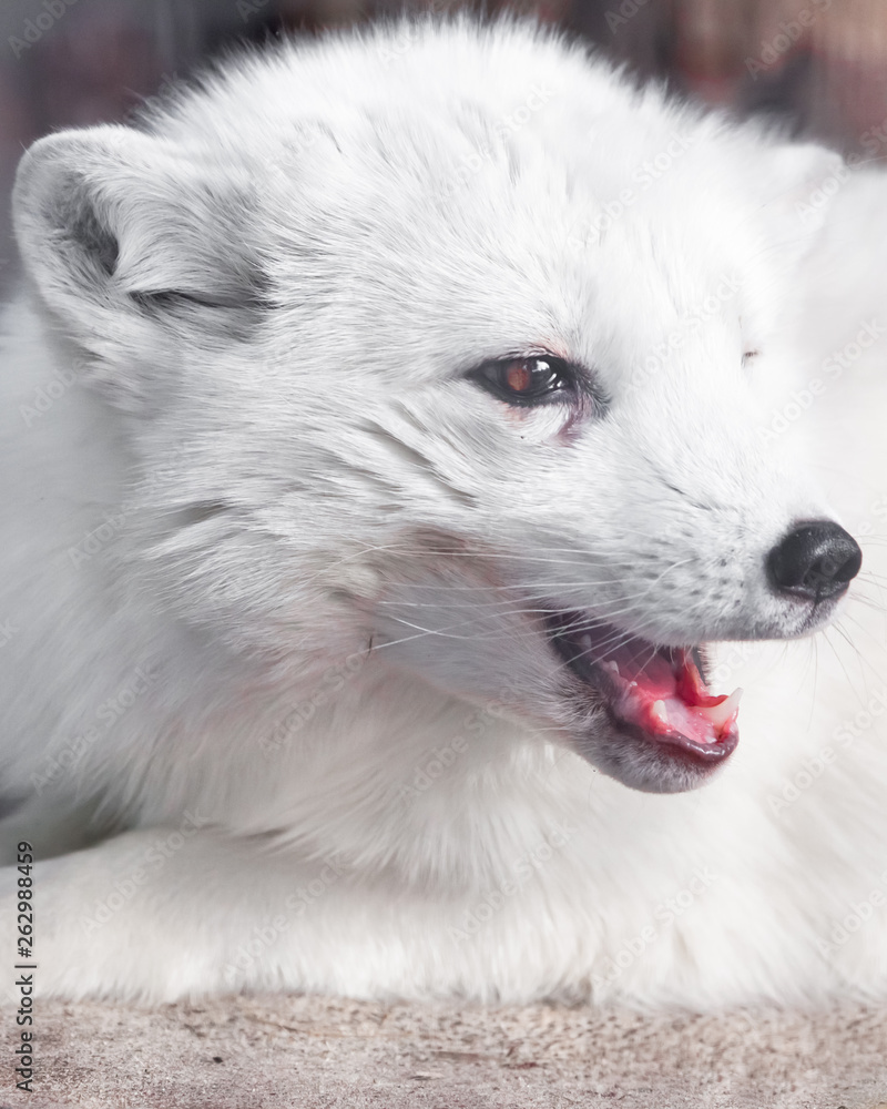 Snapping red mouth .. Cute white fox muzzle close-up,  in the winter fur.