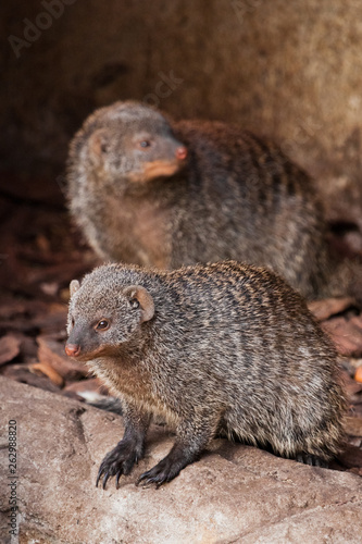Two little animals with angry snouts. Ferocious mongoose (pharaoh mouse) in its natural habitat.