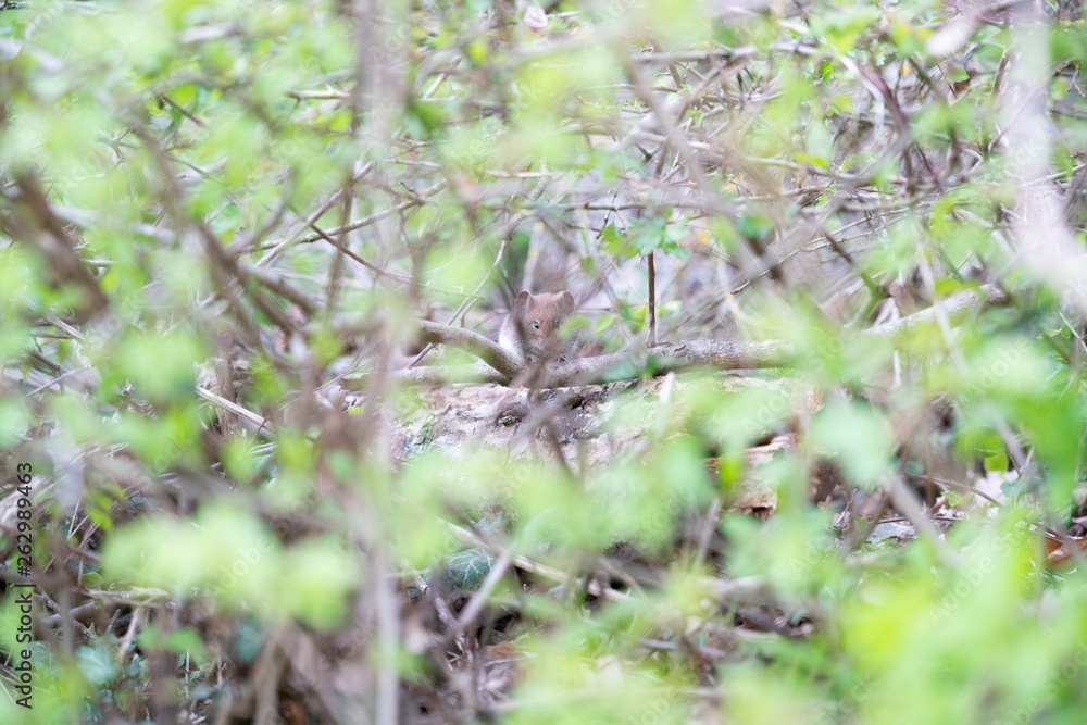 Busch Natur Maus