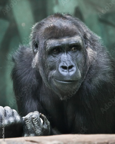 Skepticism. Portrait of a female gorilla Expressive emotions.