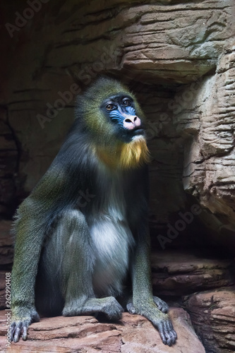 sad Mandrill monkey Rafiki  on a dark background and rocks (stones). photo