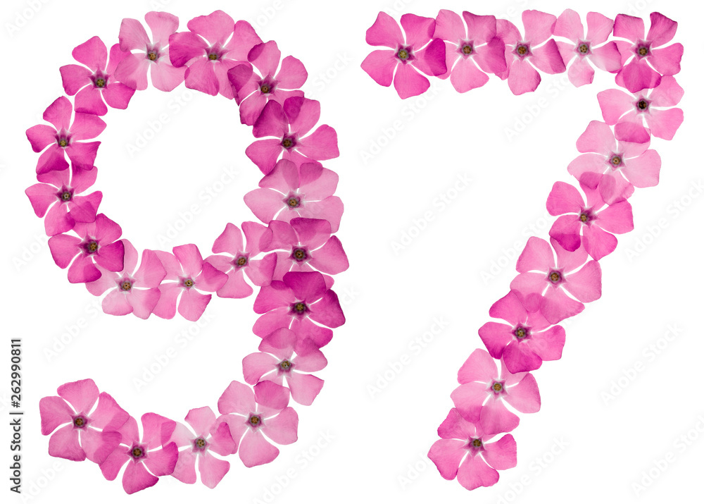 Numeral 97, ninety seven, from natural pink flowers of periwinkle, isolated on white background