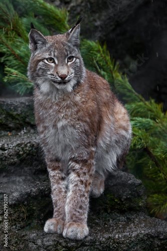 big cat-lynx close-up on a background of green spruce branches.