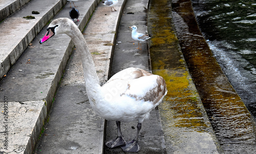 swan on the embarkment of Seine in Paris