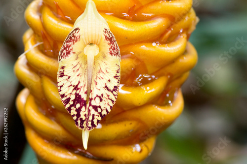 Close up Shampoo ginger flower or  Wild Ginger flower (Zingiber zerumbet) in garden. photo