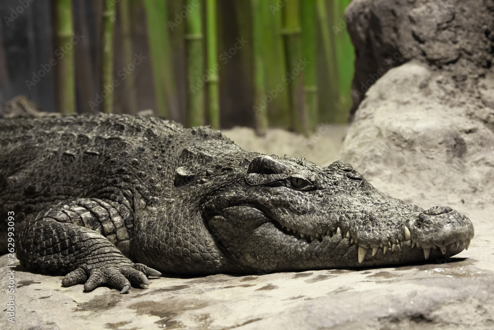 Muzzle of a crocodile lyinglose-up. The look of a reptile. Muzzle of a crocodile lyinglose-up. The look of a reptile.