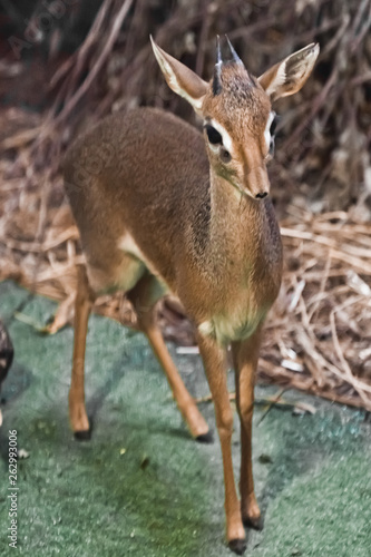 Antelope is worth  dik-dik . dwarf antelope dik dik from central africa 