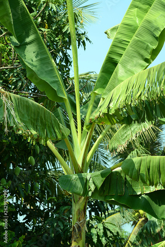 Kokos Palme