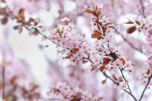 Nature scene background with blooming tree, spring, pink blossom