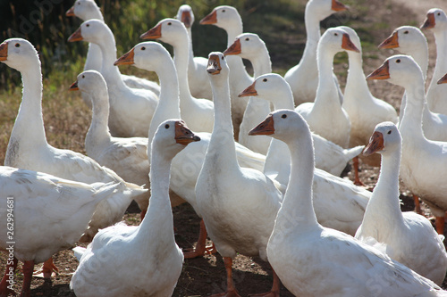Fototapet white geese for a walk on the road in the village at the sunny day