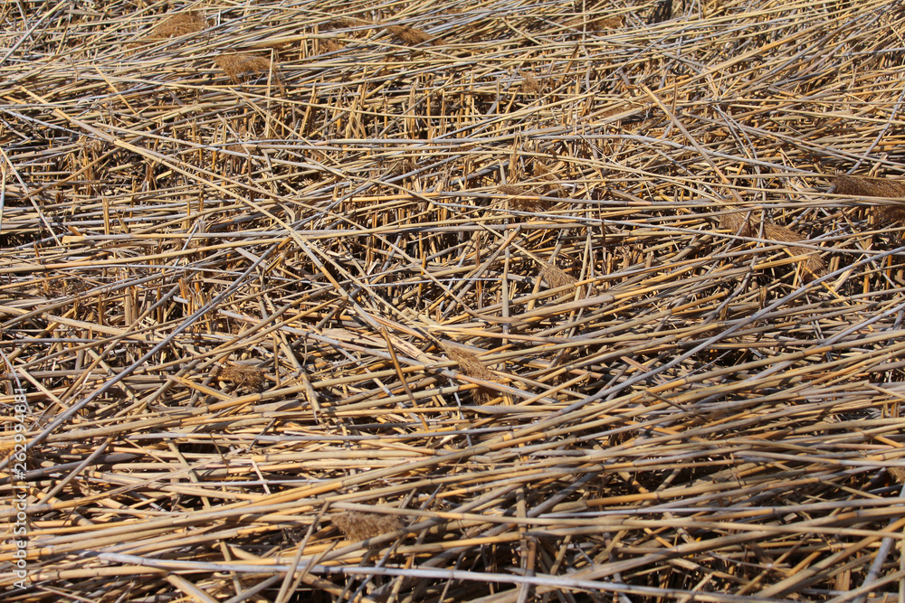 background of cut reeds background of cut reeds