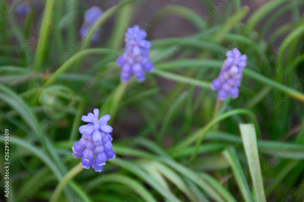 Tiny purple spring flowers - Grape Hyacinth Tiny purple spring flowers - Grape Hyacinth