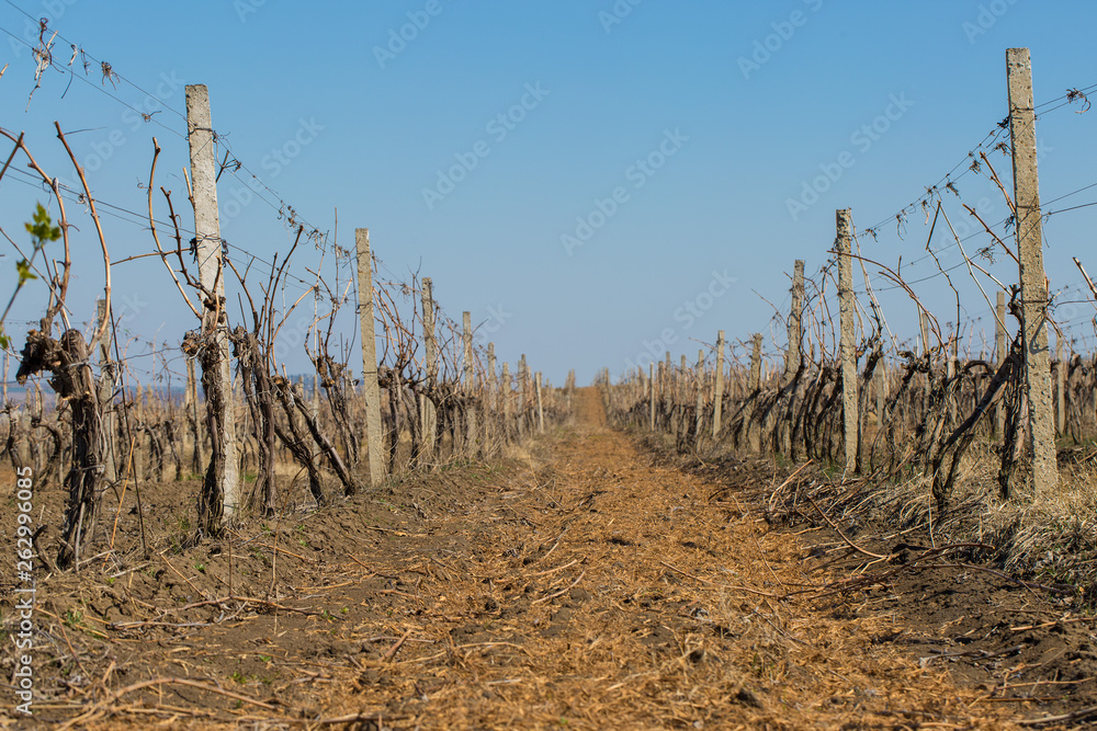 vineyard plantations, beautiful view of the vineyard rows vineyard plantations, beautiful view of the vineyard rows