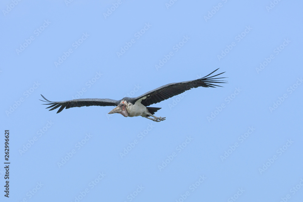 Fototapeta premium Marabu