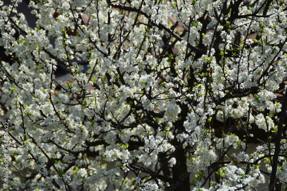 Branches of the blooming tree Branches of the blooming tree