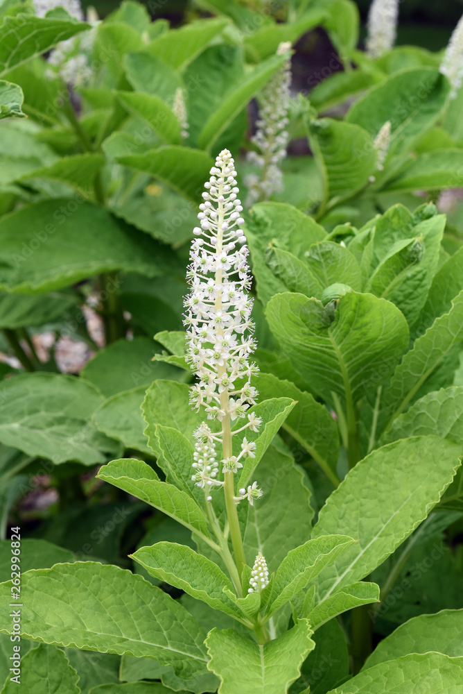Obraz premium Kermesbeere, Amerikanische, Phytolacca americana