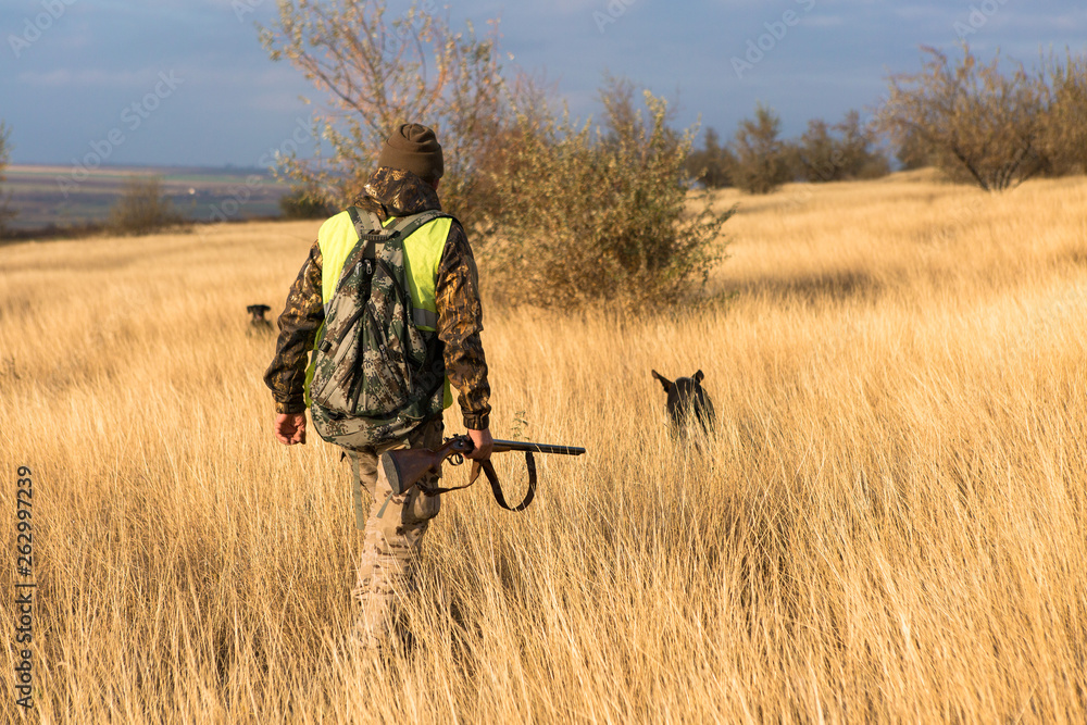 Hunter with a german drathaar and spaniel, pigeon hunting with dogs in reflective vests Hunter with a german drathaar and spaniel, pigeon hunting with dogs in reflective vests