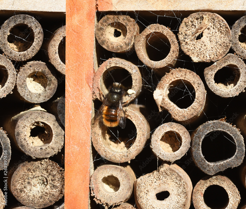 Fototapeta premium Wildbiene, Loecherbiene, Insektenhotel