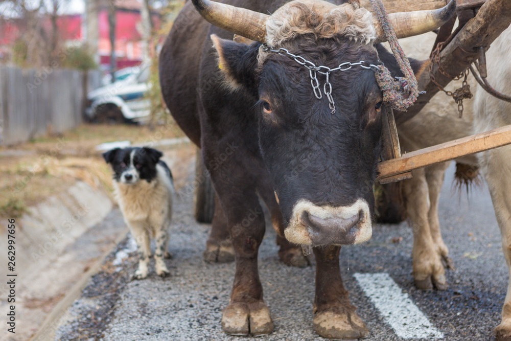 Oxen pulling a cart loaded with hay along a Romanian road. Hardy hardworking animals. Oxen pulling a cart loaded with hay along a Romanian road. Hardy hardworking animals.
