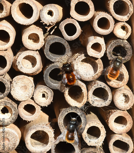 Wildbiene, Loecherbiene, Insektenhotel photo