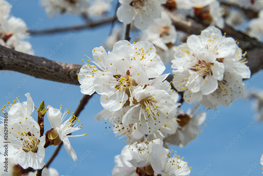 Fototapeta premium Inflorescences of blossoming apricot flowers close up